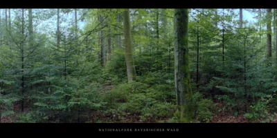 Poster Bergmischwald mit Fichten, Tannen und Buchen im Nationalpark und Mittelgebirge Bayerischer Wald