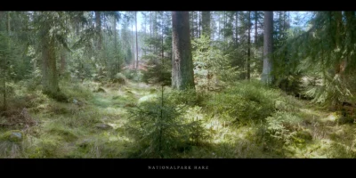 Poster Nadelwald im Nationalpark und Mittelgebirge Harz