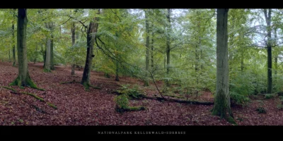 Poster Buchenwald mit Buchen im Nationalpark Kellerwald-Edersee im Herbst