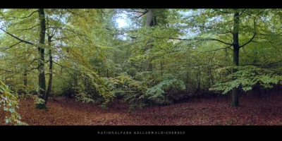 Poster Buchenwald mit Buchen im Nationalpark Kellerwald-Edersee im Herbst