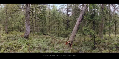 Poster Karger Wald mit Fichten und Tannen im Hochmoor Kaltenbronn im Schwarzwald