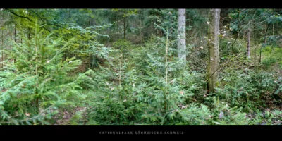 Poster Wald im Nationalpark Sächsische Schweiz im Elbsandsteingebirge