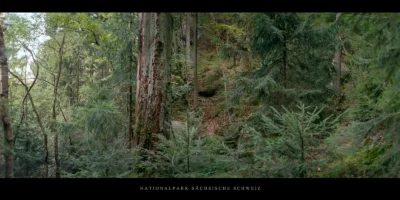 Poster Wald mit alter Buche im Nationalpark Sächsische Schweiz im Elbsandsteingebirge