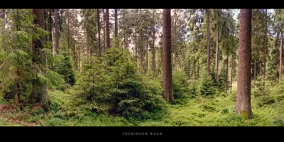 Poster Fichtenwald im Thüringer Wald